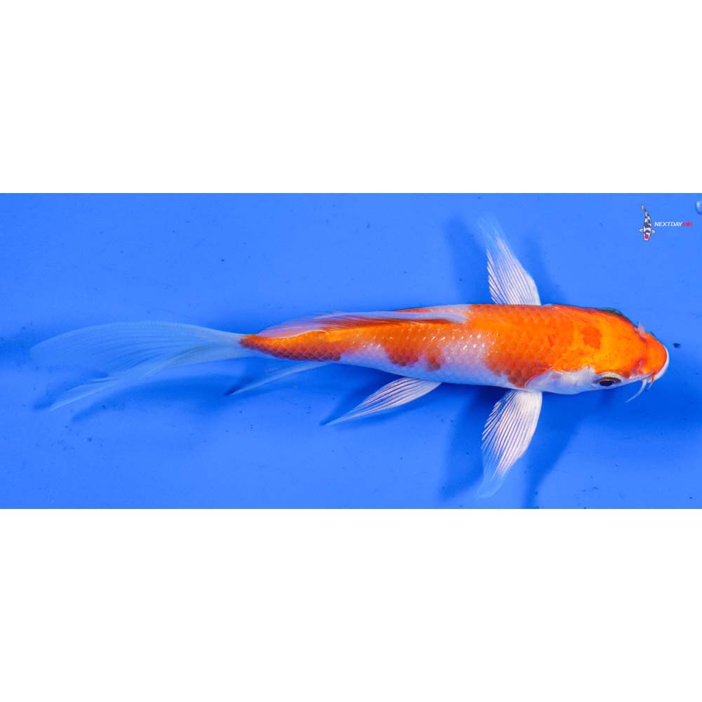 4.5” Imported Hariwake Butterfly Koi