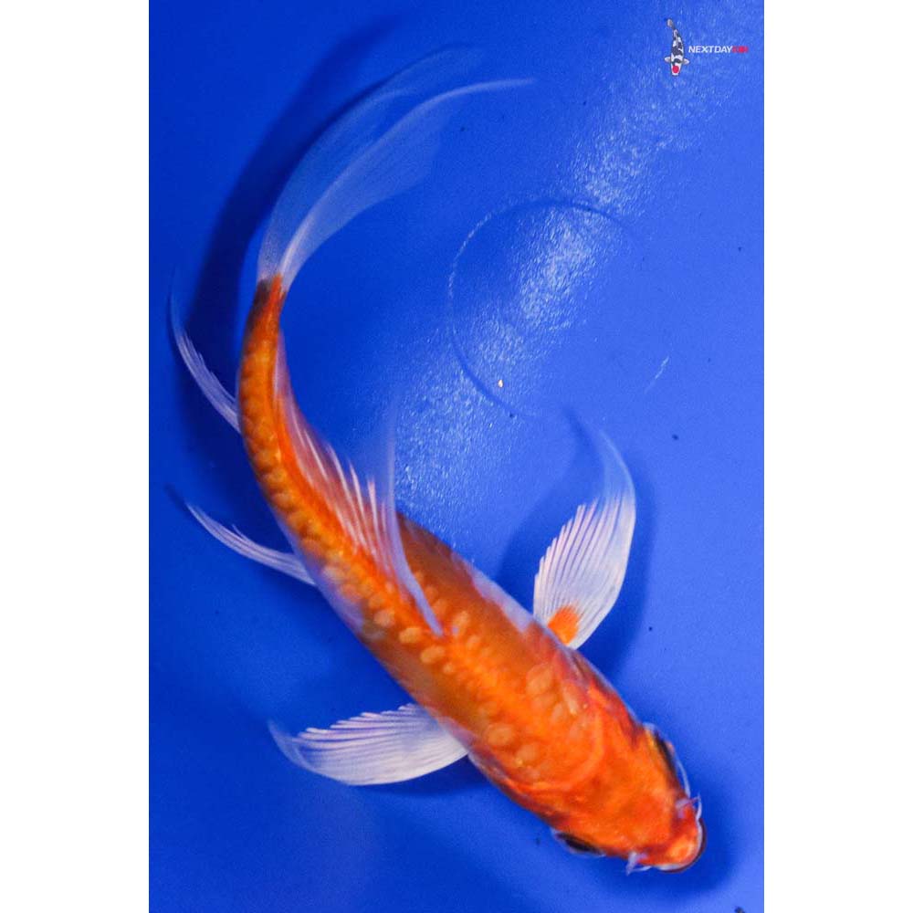 4.5” Imported Kikusui Butterfly Koi