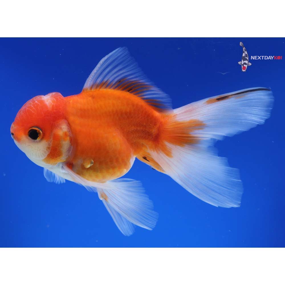 5.5” Imported Calico Oranda