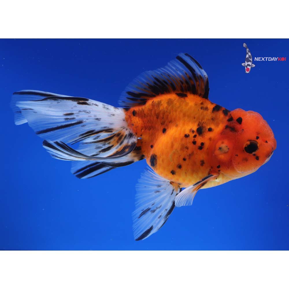 5.5” Imported Male Calico Oranda