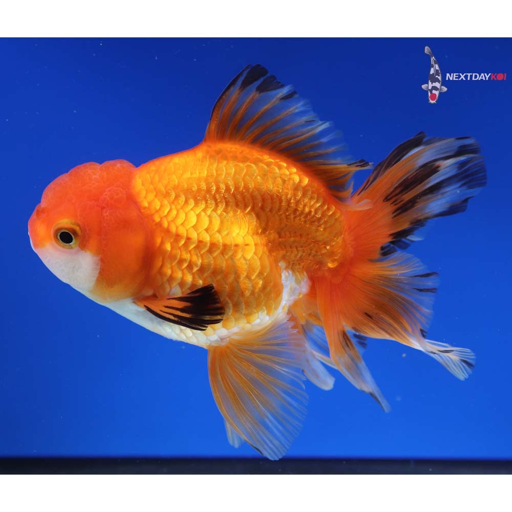 5.5” Imported Tri Color Oranda