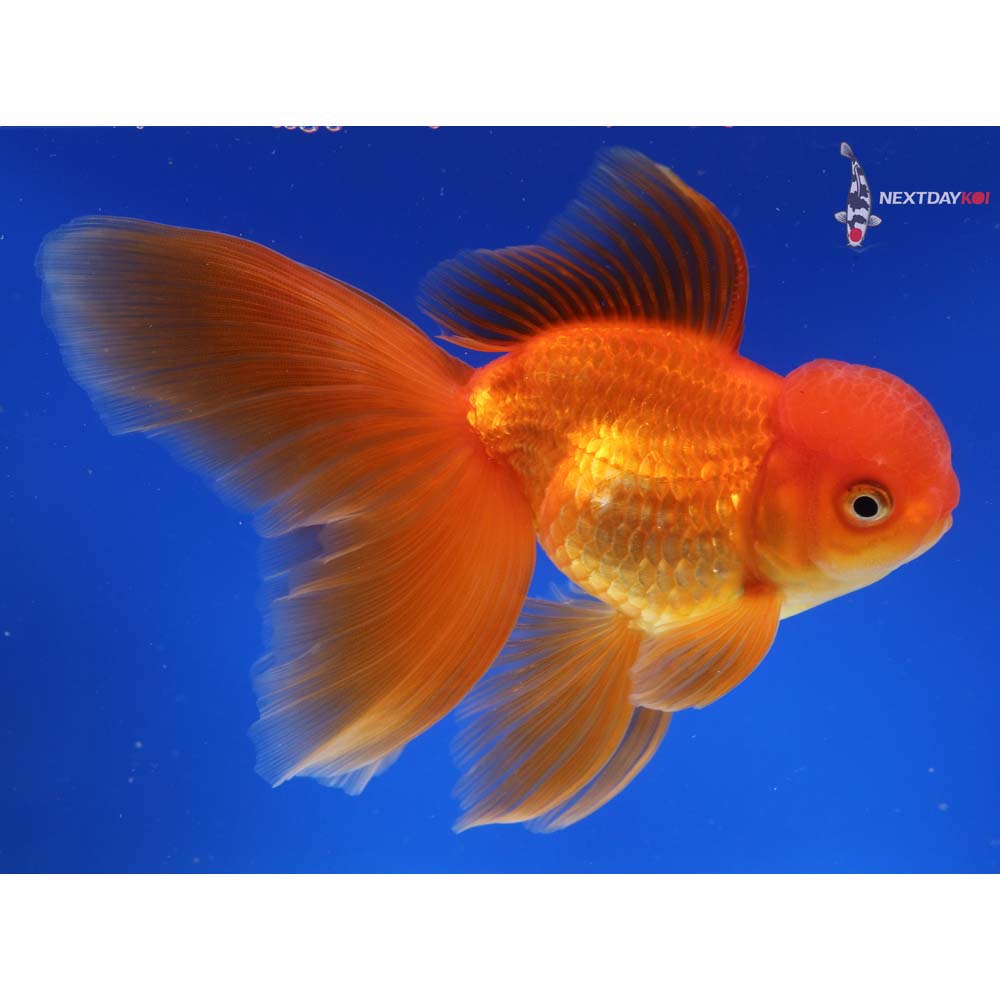 6” Imported Red Oranda