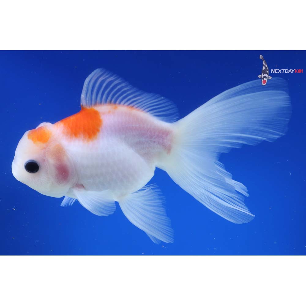 6” Imported Red and White Oranda