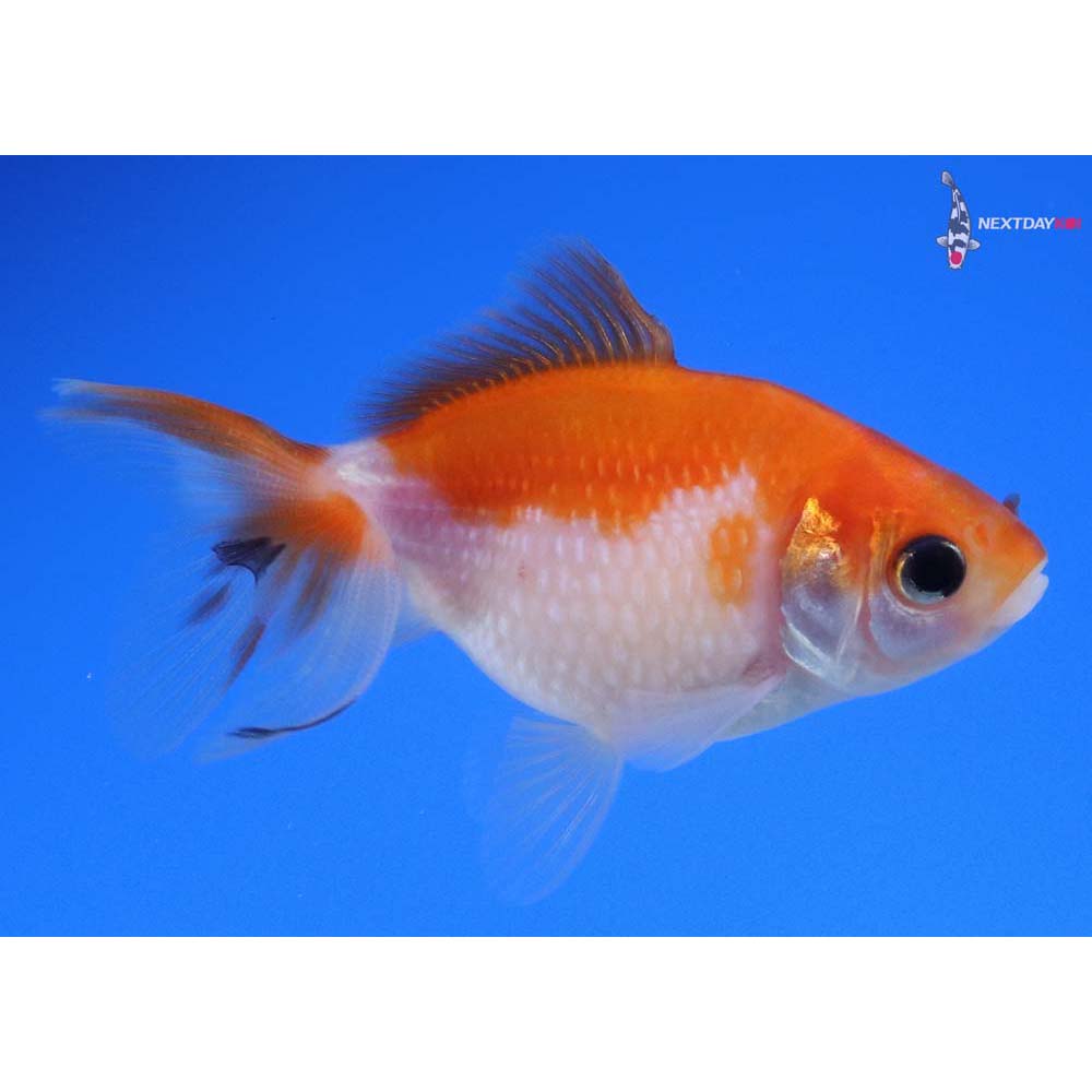 2.5” Imported Red and White Pearlscale