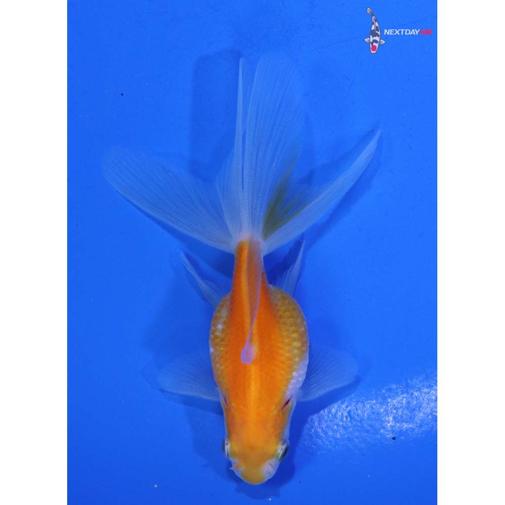 3” Imported Yellow and White Pearlscale