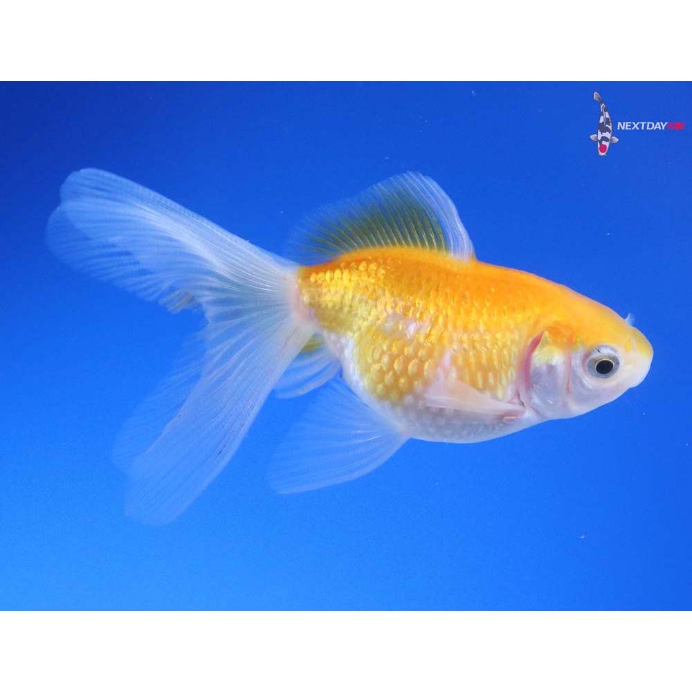 3” Imported Yellow and White Pearlscale