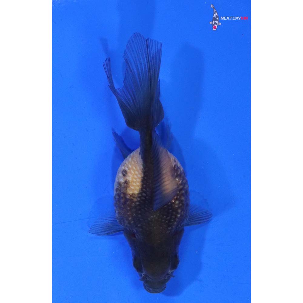 2.5” Imported Yellow and Black Pearlscale