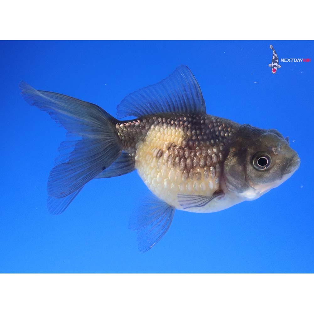 2.5” Imported Yellow and Black Pearlscale