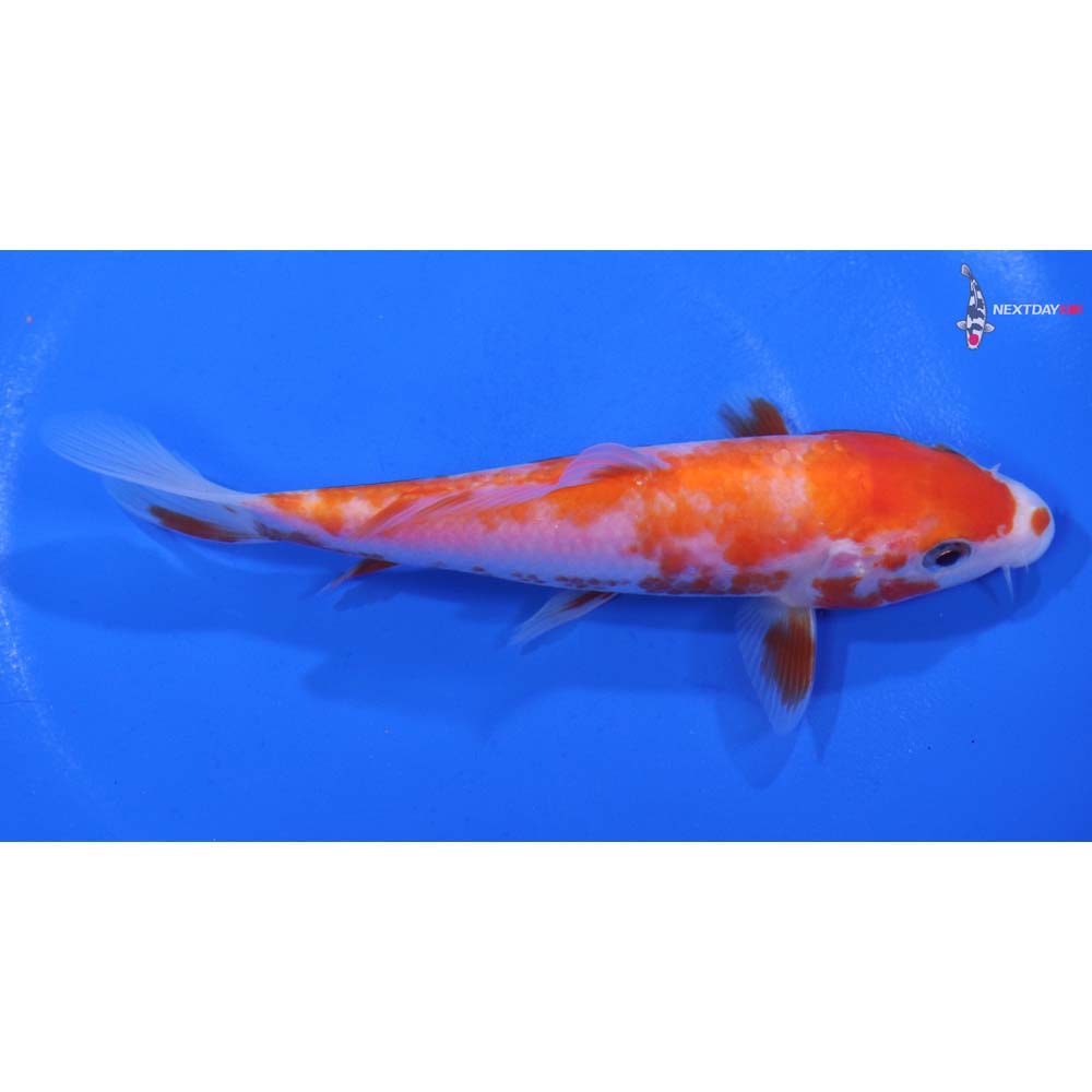 5” Imported Kohaku