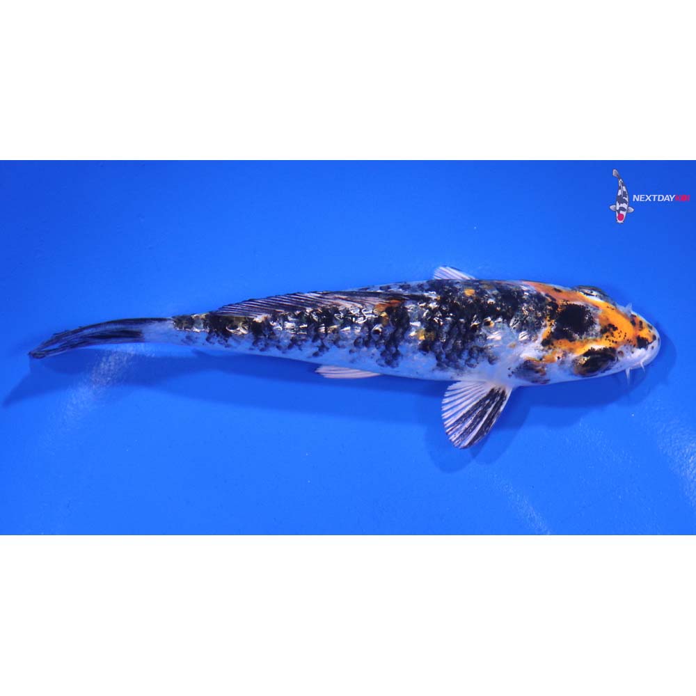 5” Imported Gin Rin Yamato Nishiki