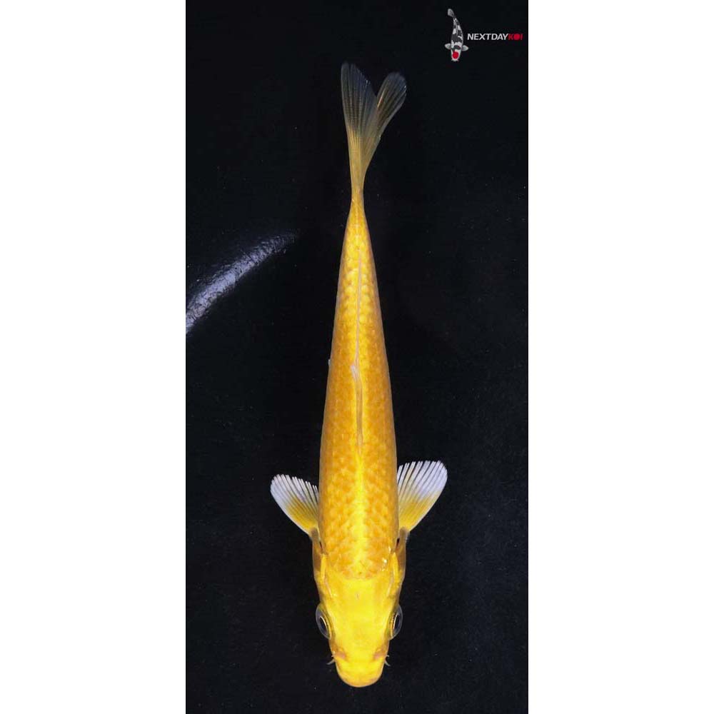 5” Imported Yamabuki Ogon