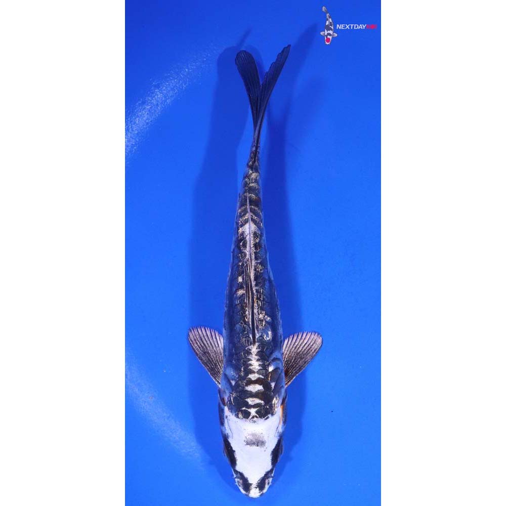 5.5” Imported Gin Rin Kin Kikokuryu