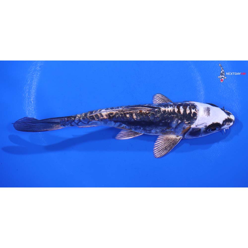 5.5” Imported Gin Rin Kin Kikokuryu