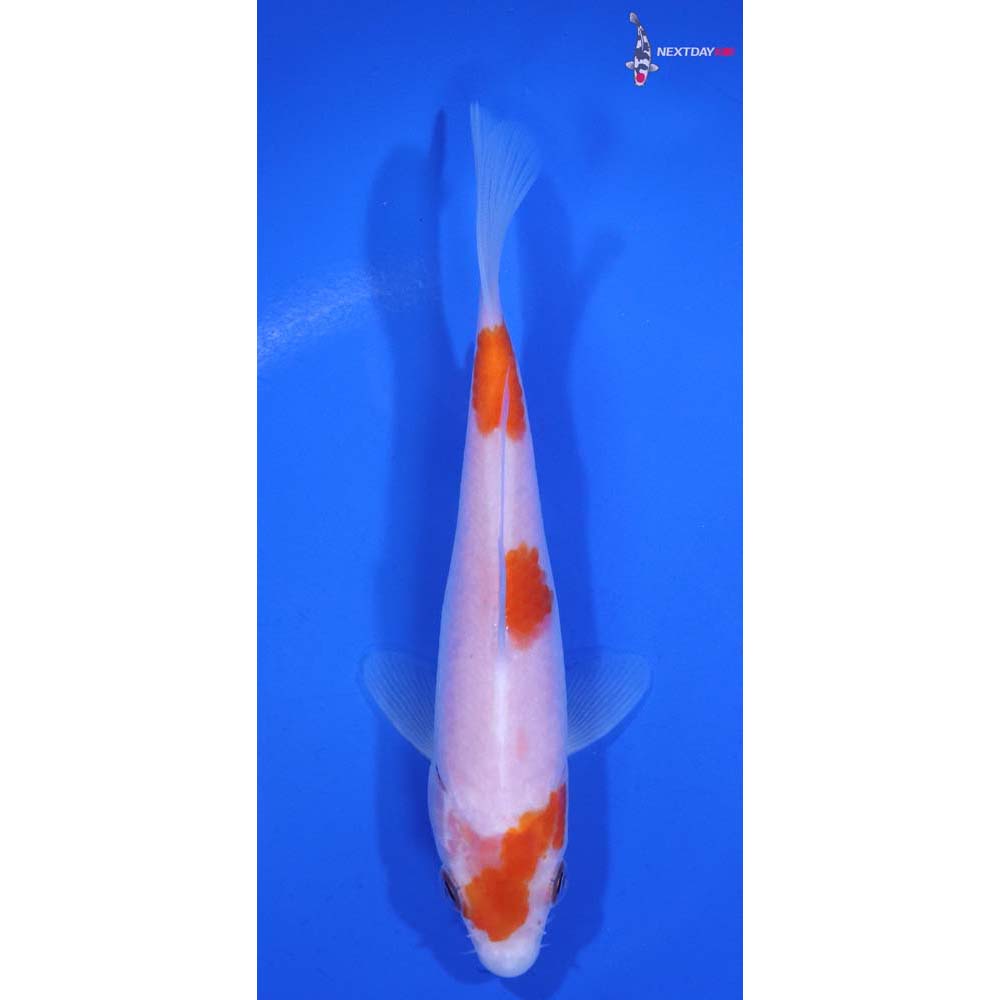 5.5” Imported Kohaku