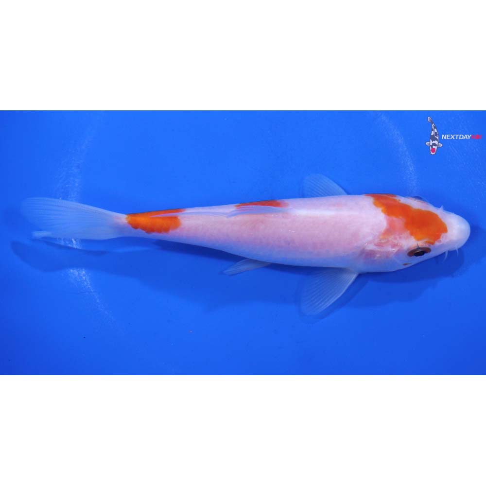 5.5” Imported Kohaku