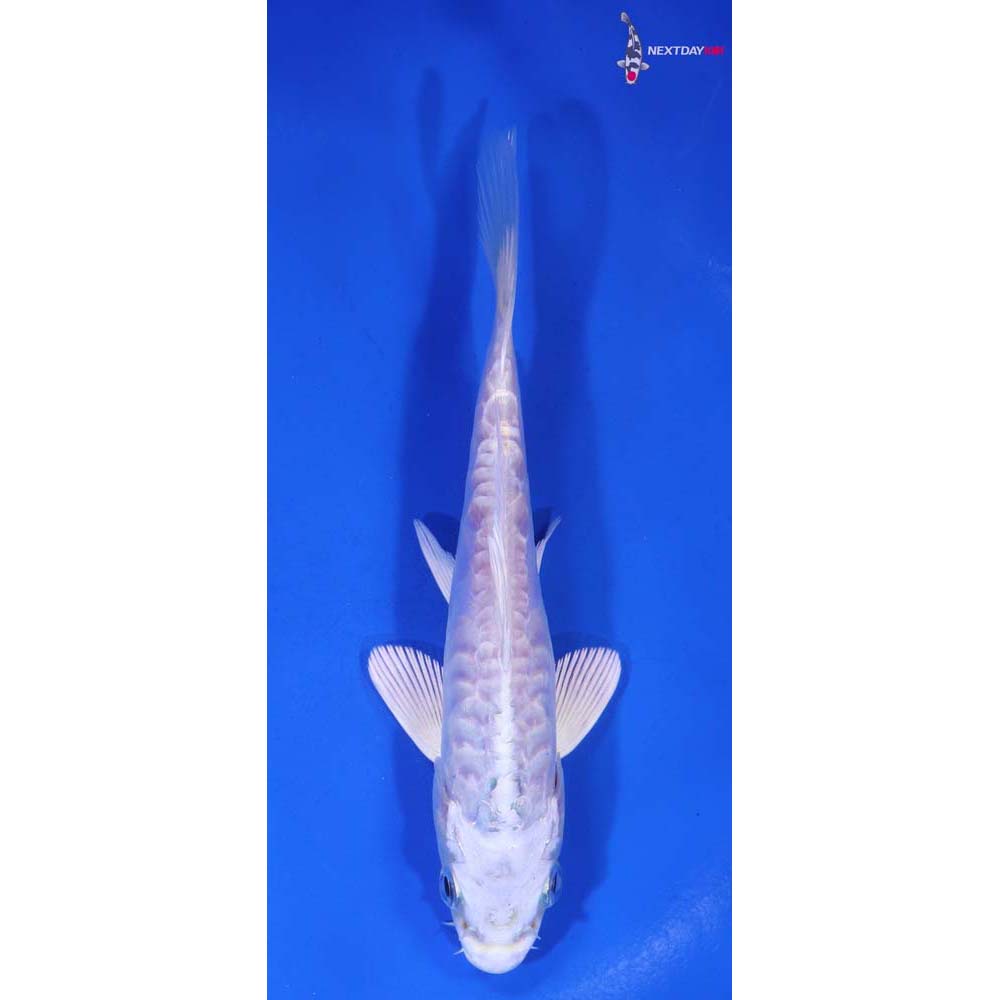 5.5” Imported Doitsu Platinum Ogon