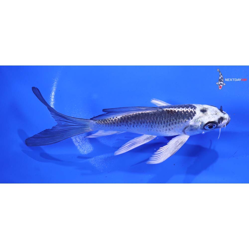 5.5” Imported Gin Matsuba Butterfly Koi