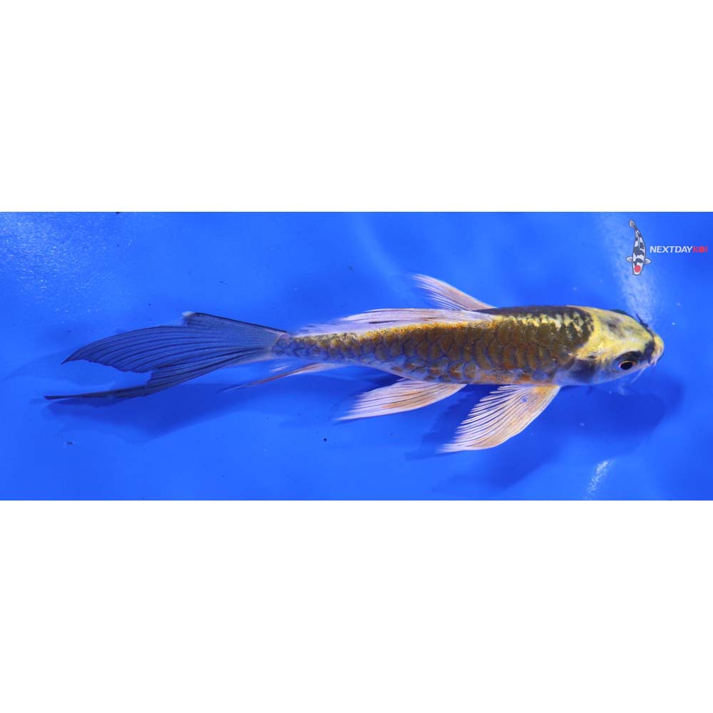 5.5” Imported Armor Scaled Kujaku Butterfly Koi