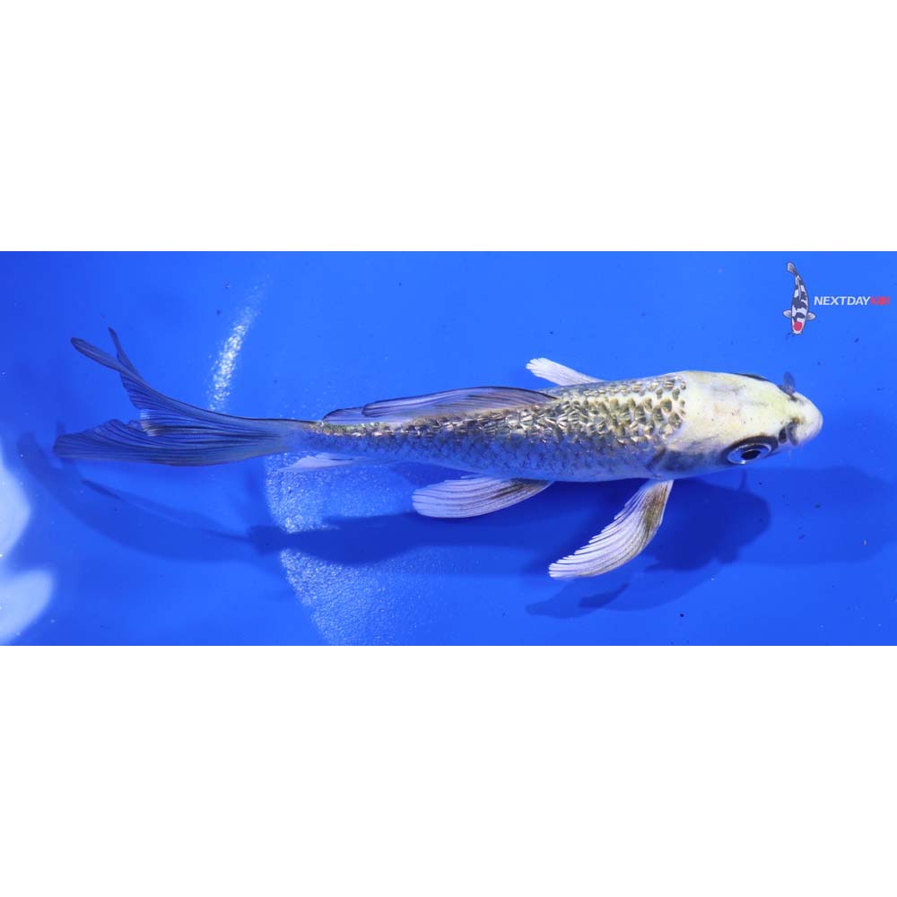 5.5” Imported Gin Rin Kujaku Butterfly Koi