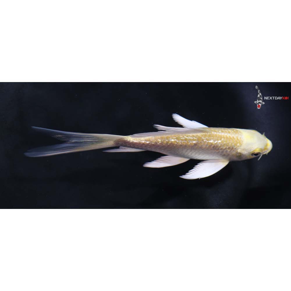 5” Imported Gin Rin Yamabuki Ogon Butterfly Koi