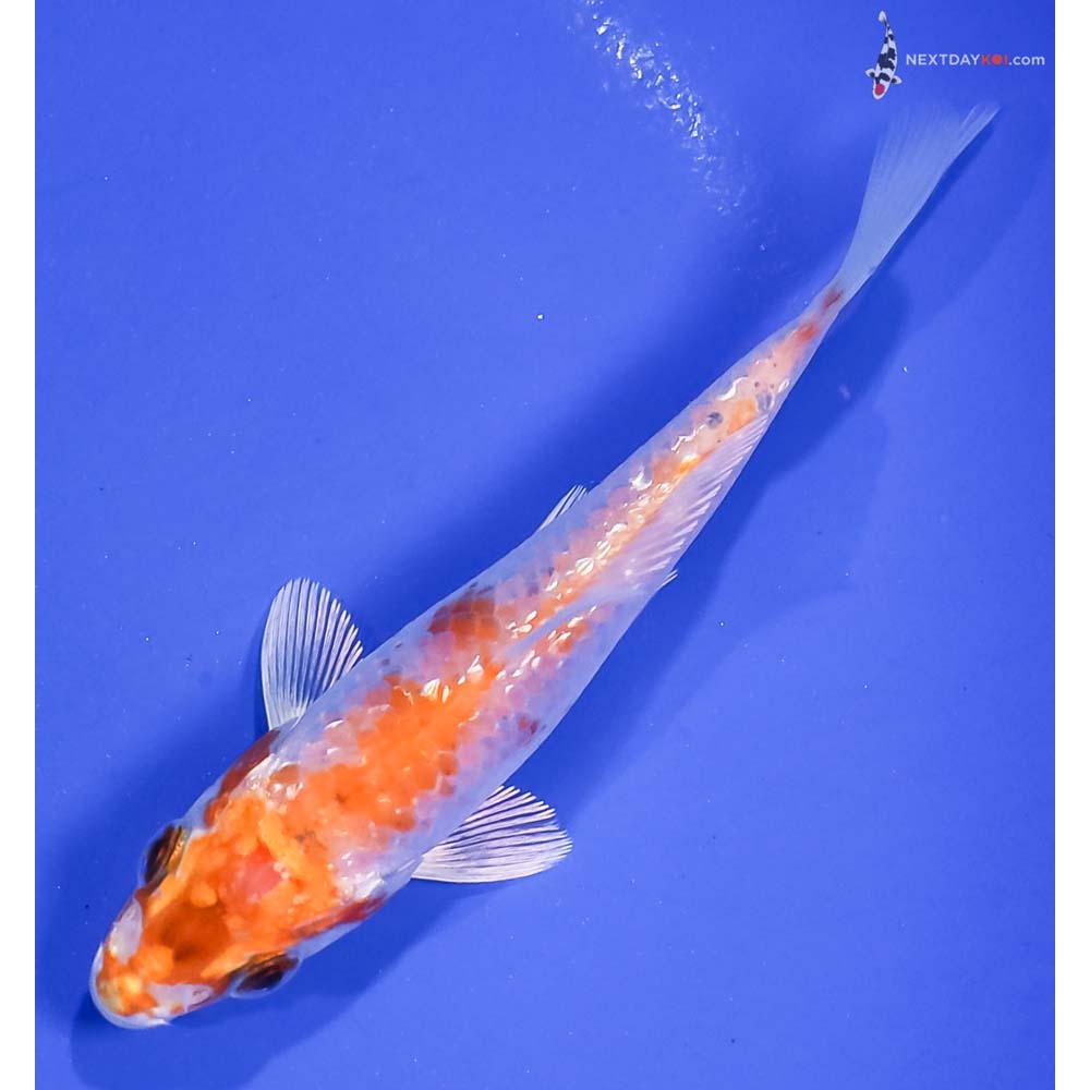 4.5” Imported Gin Rin Hariwake