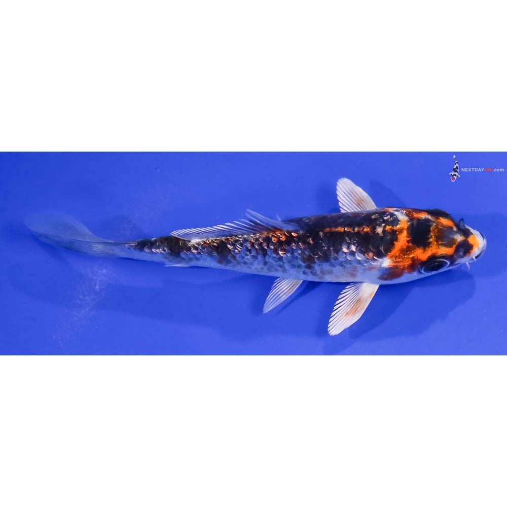 4.5” Imported Gin Rin Kujaku