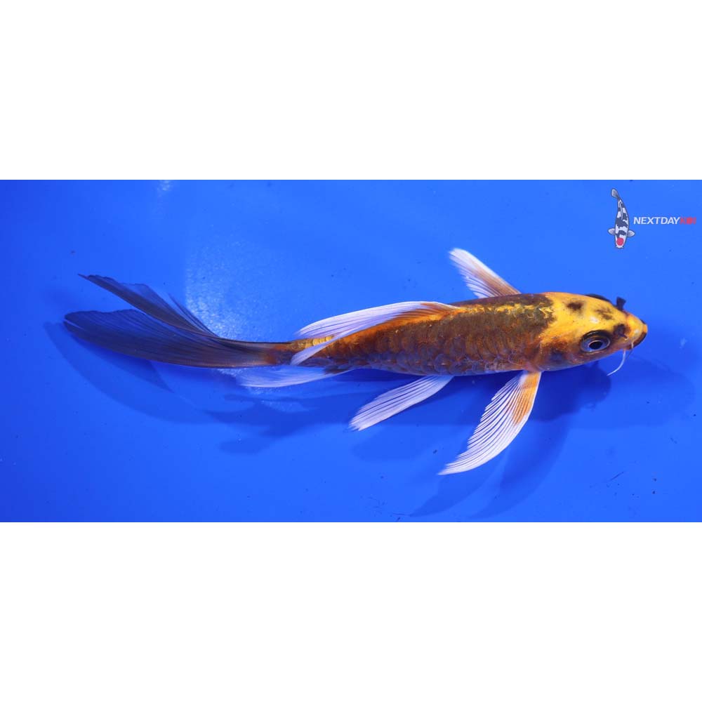 5.5” Imported Armor Scaled Kujaku Butterfly Koi