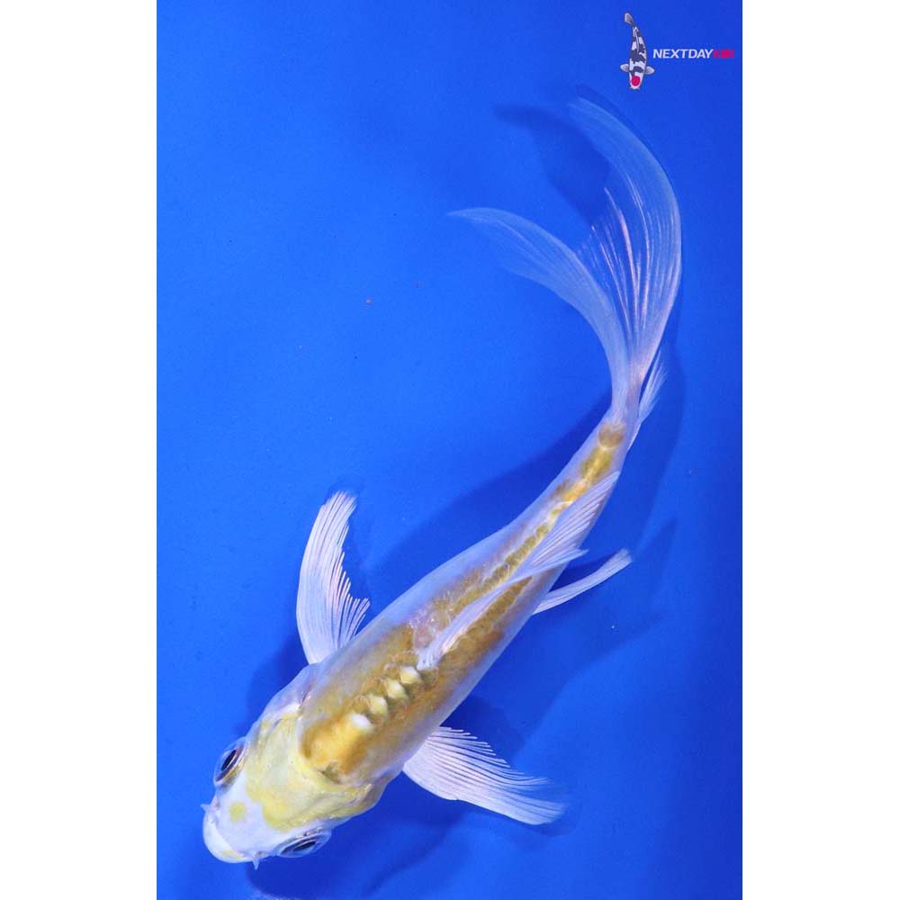 4” Imported Doitsu Lemon Hariwake Butterfly Koi