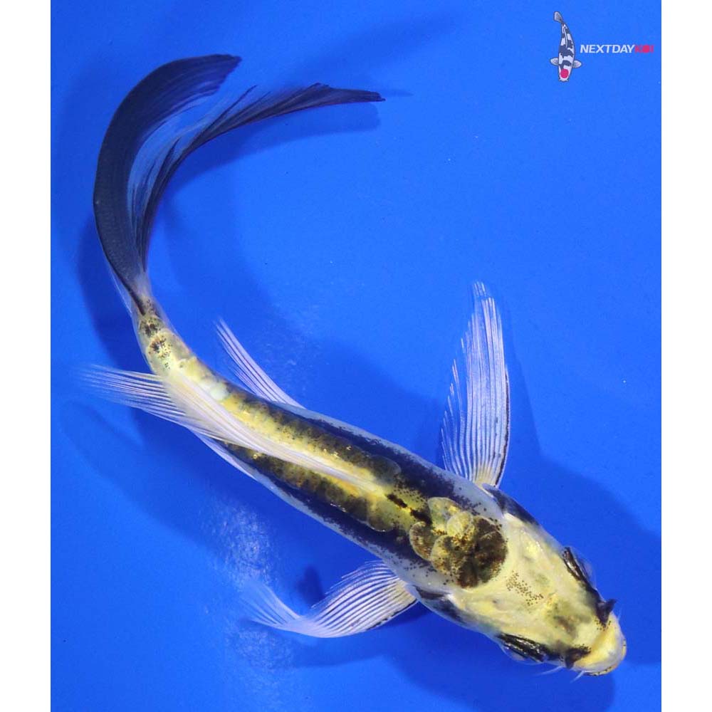 5” Imported Kin Kikokuryu Butterfly Koi