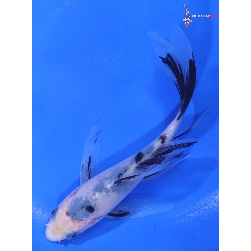 5” Imported Shiro Bekko Butterfly Koi