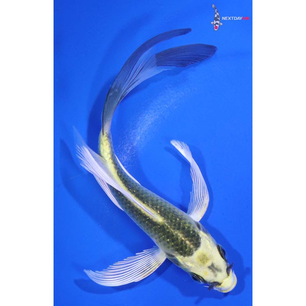 5” Imported Ki Matsuba Butterfly Koi