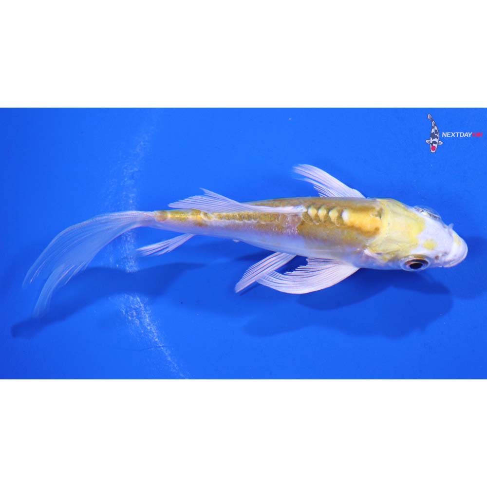 4” Imported Doitsu Lemon Hariwake Butterfly Koi