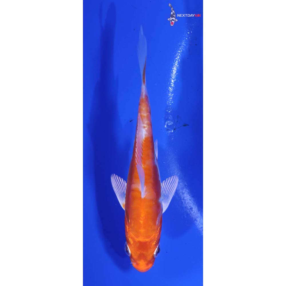 4” Imported Kikusui