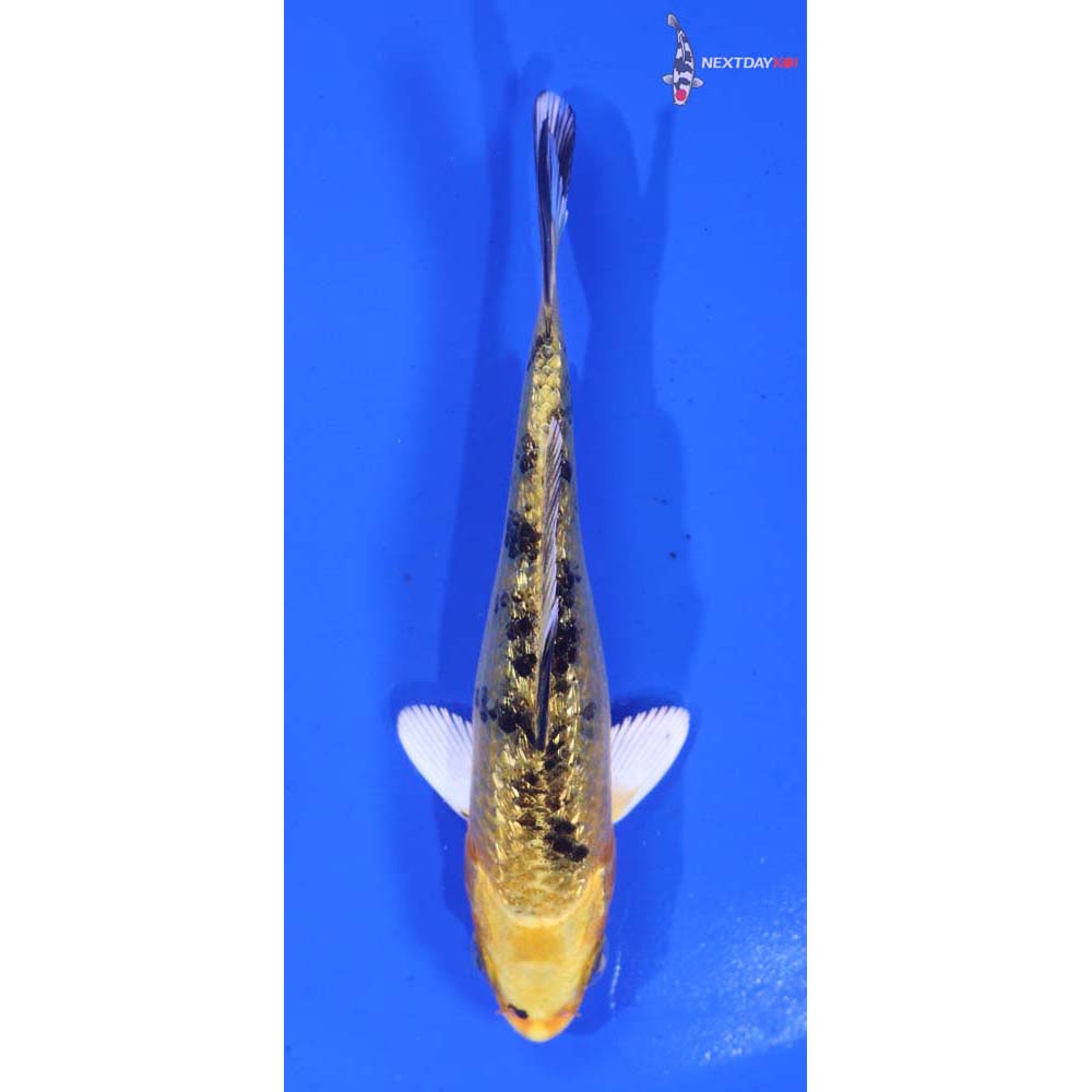 4” Imported Gin Rin Ki Bekko