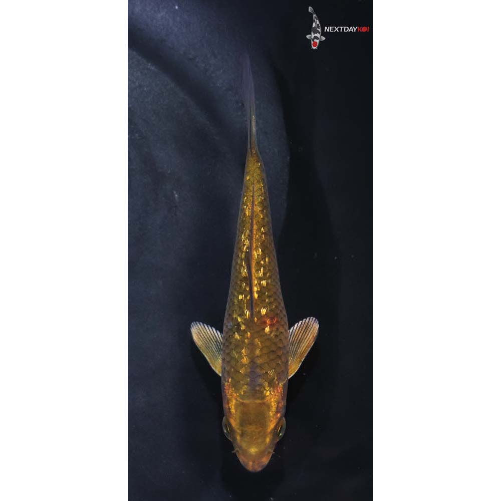 4” Imported Gin Rin Chagoi