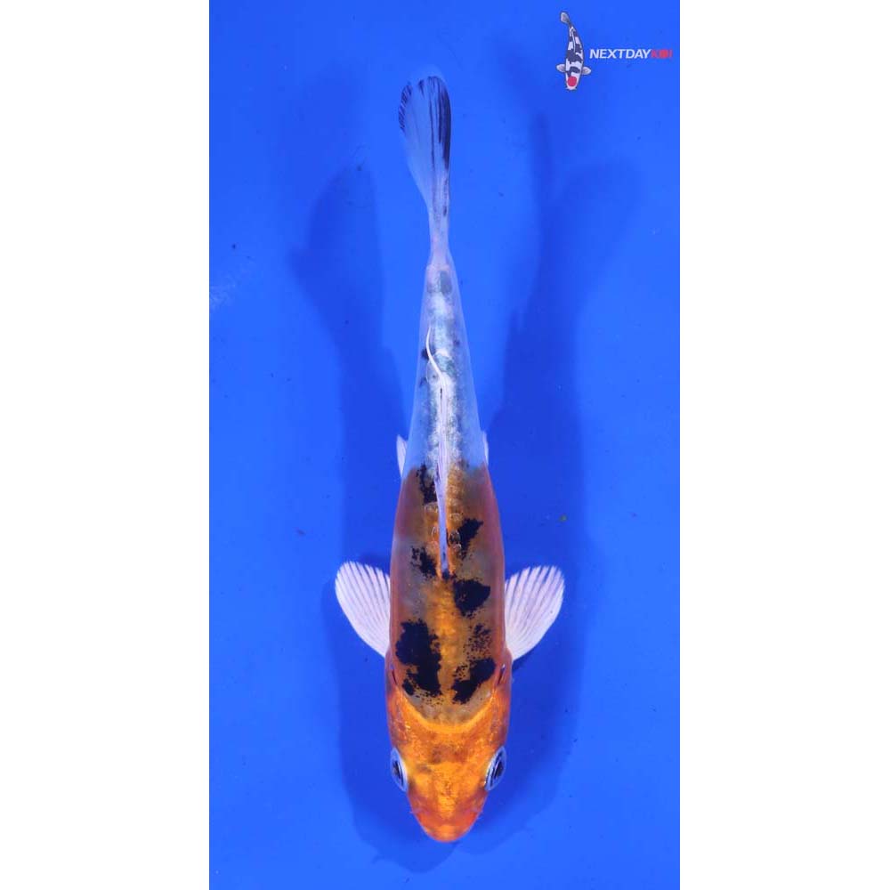 4.5” Imported Heisei Nishiki