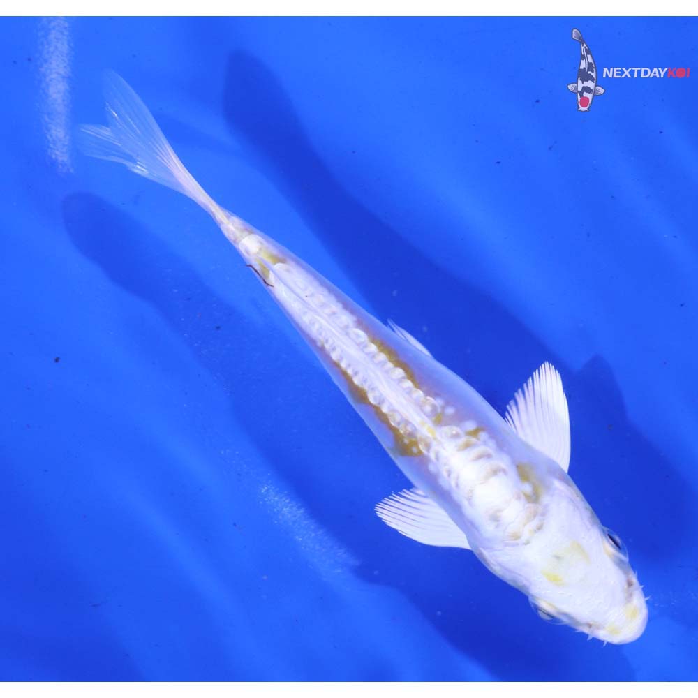 4.5” Imported Doitsu Lemon Hariwake