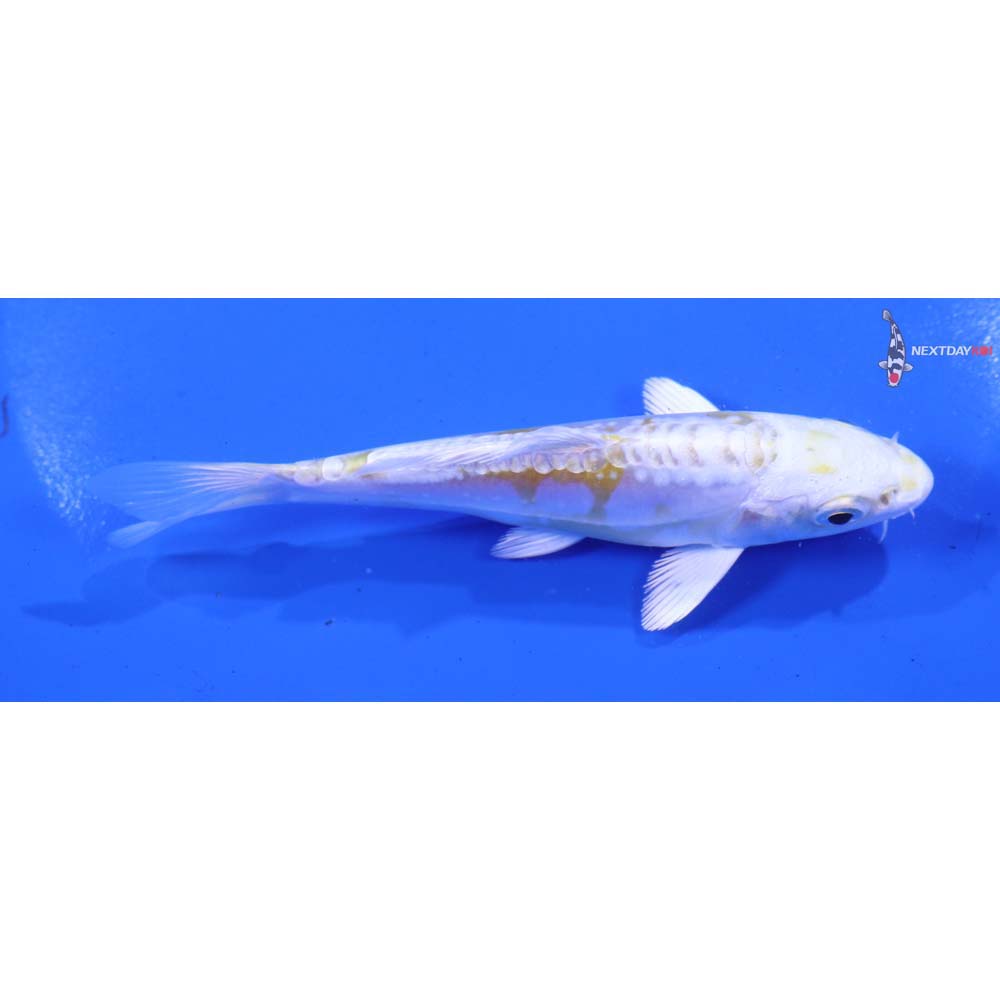 4.5” Imported Doitsu Lemon Hariwake