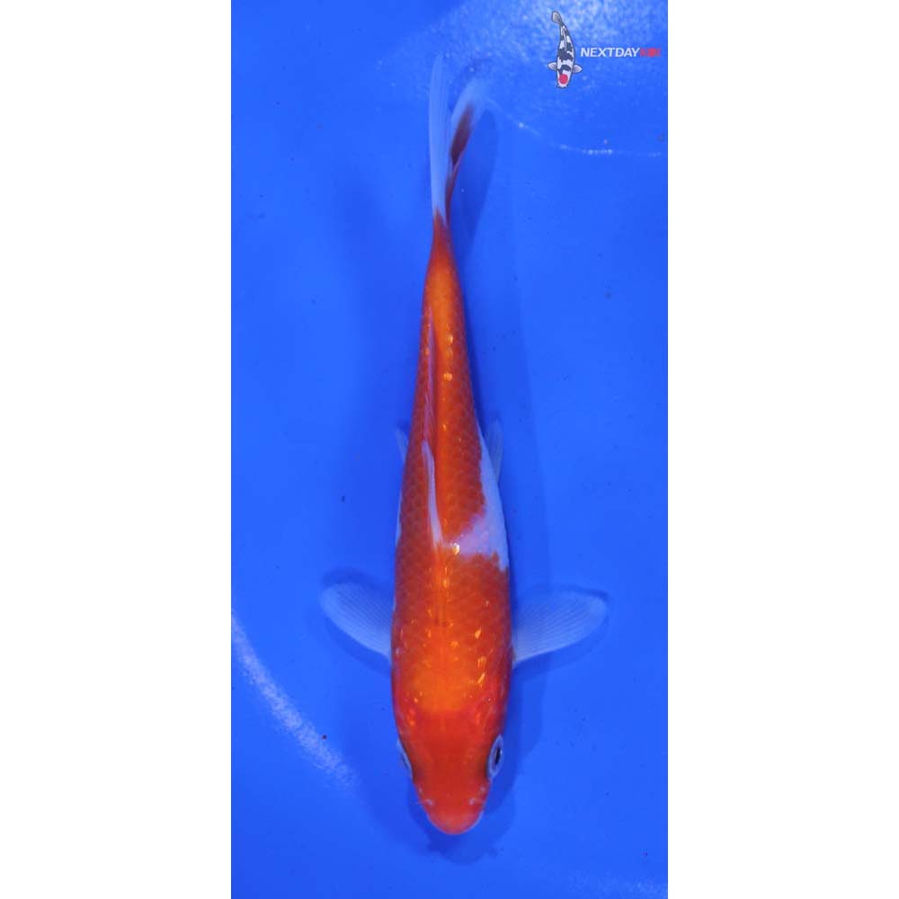 4.5” Imported Kohaku