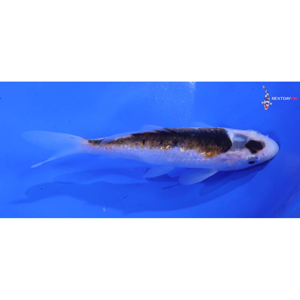 5” Imported Goromo