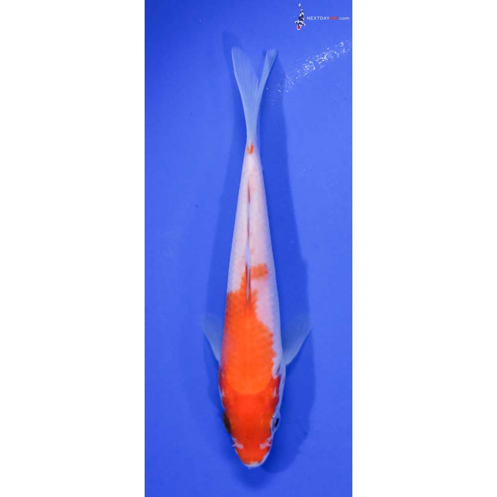 5” Imported Kohaku