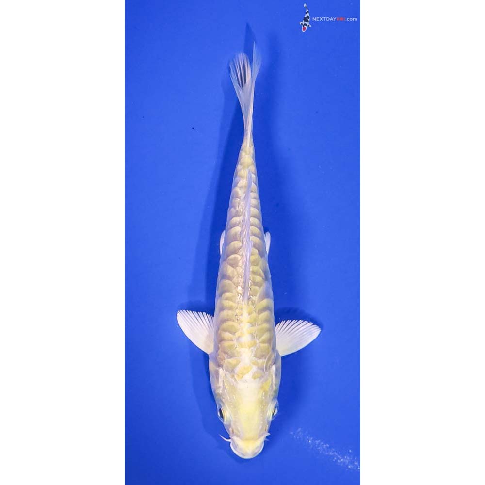 5” Imported Armor Scaled Yamabuki Ogon