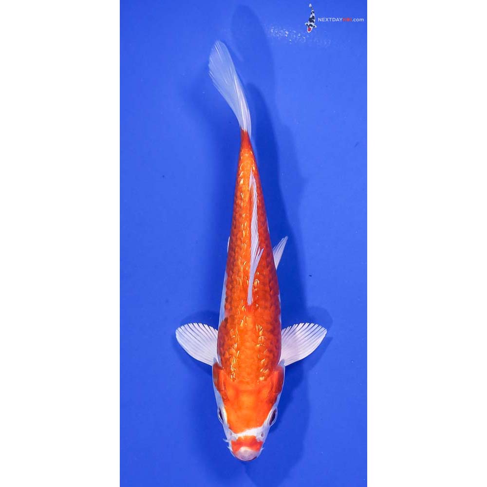 5.5” Imported Gin Rin Hariwake