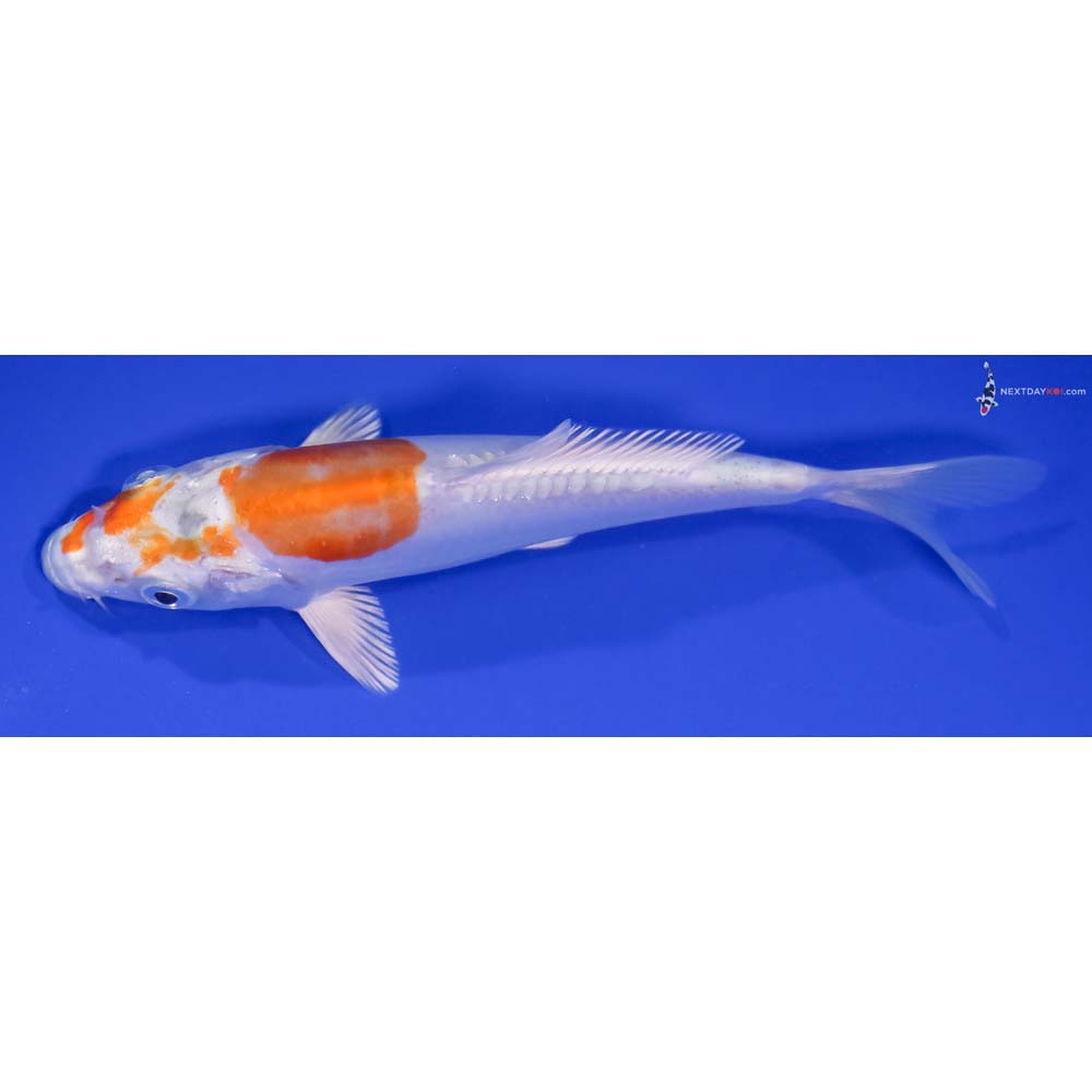 5.5” Imported Kikusui