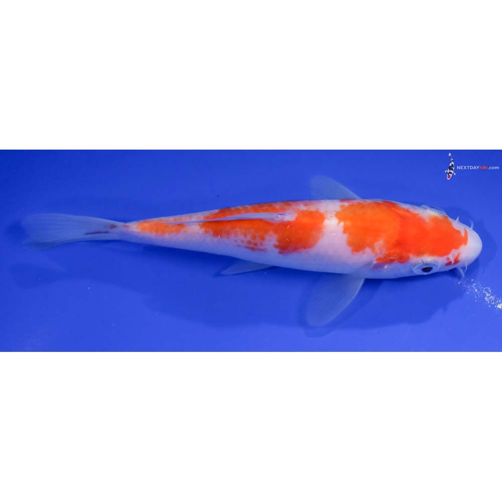 5.5” Imported Kohaku