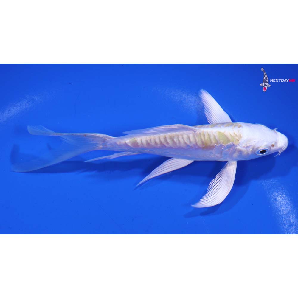 4.5” Imported Doitsu Lemon Hariwake Butterfly Koi