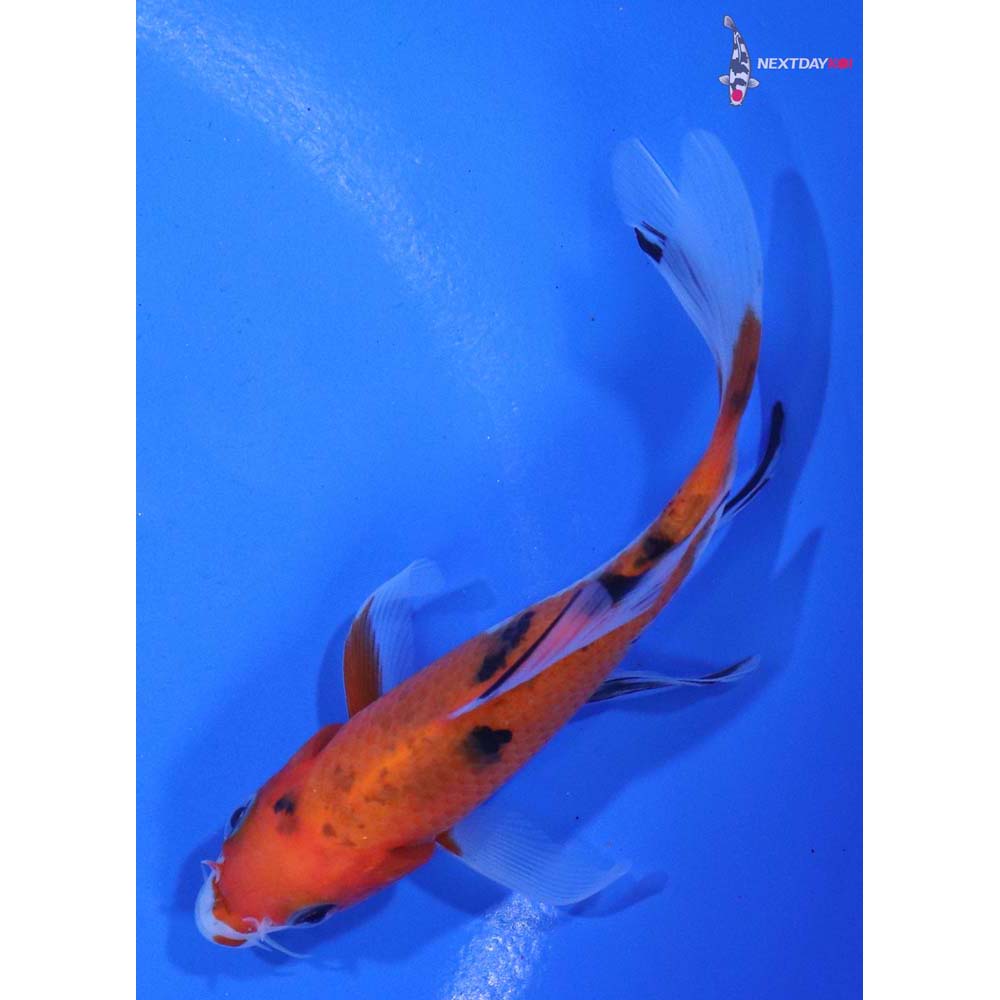 4” Imported Sanke Butterfly Koi