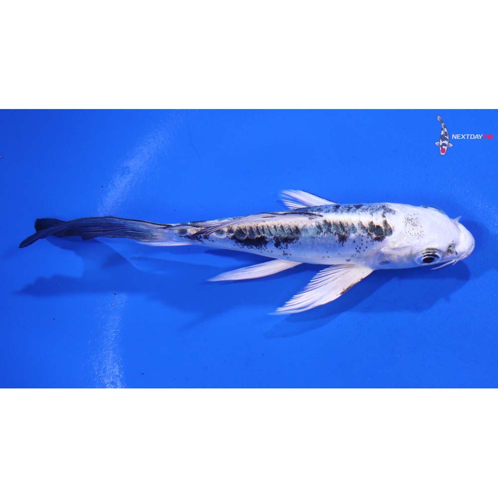 4.5” Imported Doitsu Gin Shiro Bekko Butterfly Koi