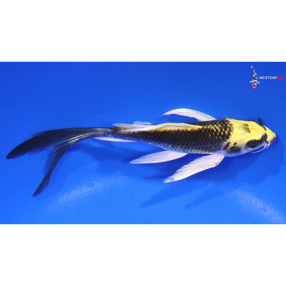 5” Imported Ki Matsuba Butterfly Koi