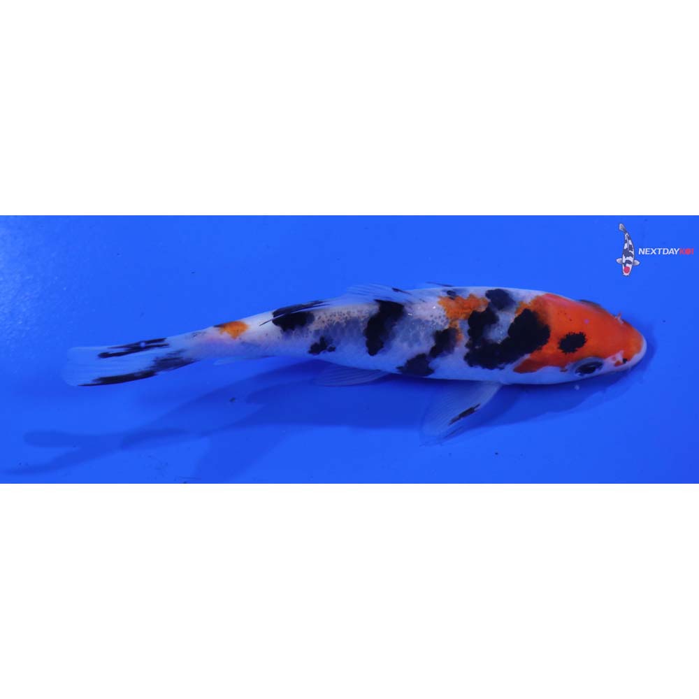 4.5” Imported Sanke